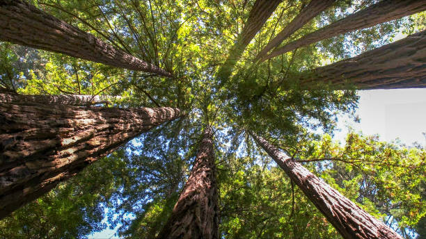 How Our Tree Care Process Works  in  Hampton, SC
