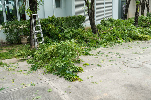 Best Fruit Tree Pruning  in Hampton, SC